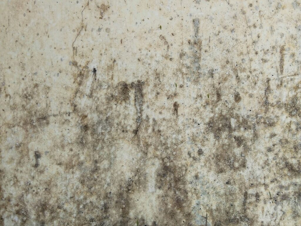 Mold Remediation